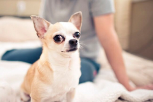 Nazwy i opis małych ras psów Nazwy i opis małych ras psów